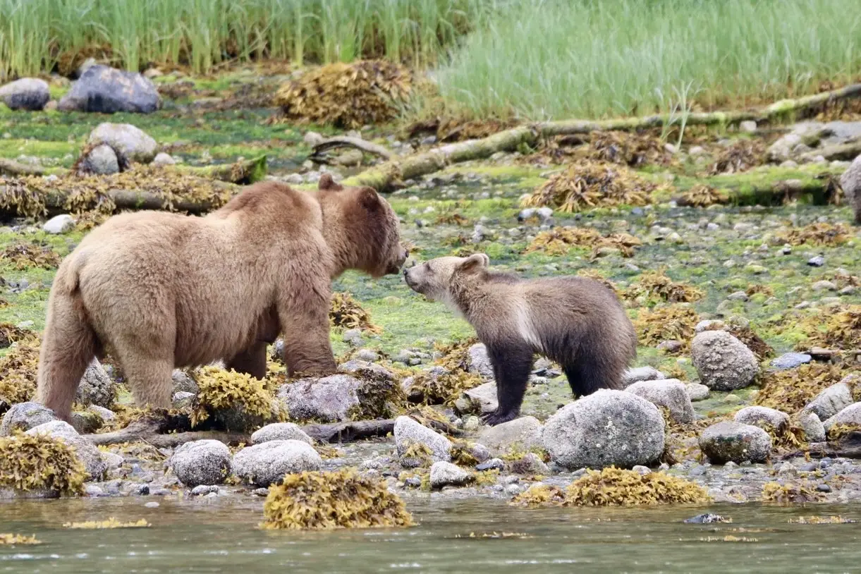 grizzly bear and cub in canada